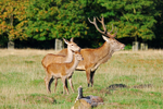 Red Deer