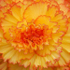 Floral-3