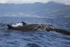 False Killer Whales (Pseudorca).Pico Island, Azores.
