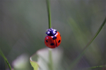 Flora & Fauna portfolio