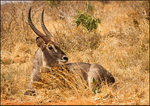 Waterbuck