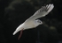 090917 SEAGULL03 IMG_7121