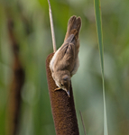Reed Warbler - Acrocephalus scirpaceus