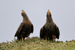 Striated Caracaras calling, Carcass Island, Falklands