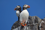 Puffin