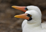 Nazca Booby 2