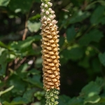 Rusty foxglove (Digitalis ferruginea)