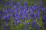 Bluebells
