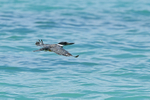 Ringed Kingfisher portfolio