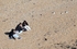 3 Girls 3 Gulls