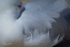 Gull Feathers