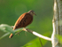 Ruddy Ground-Dove (male), Costa Rica