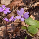Hepatica (Hepatica nobilis also H.  triloba and Anemone hepatica)
