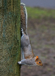 Grey Squirrel (2)