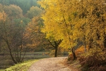 Late Autumn Colours No.1