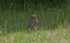 Little Owl