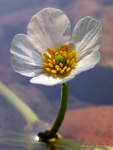 River Water-crowfoot
