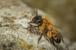 Andrena nigroaenea (f)