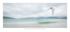 Arctic Tern over Luskentyre