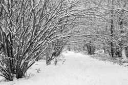 Snow coppice