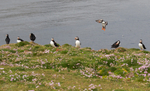 Puffins on cliffs 2