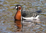 Red-breasted Goose 1