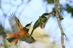 Rufous-tailed Jacamars, Mato Grosso, Brazil