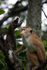 Macaque Monkey in Jungle in Ella Sri Lanka 17
