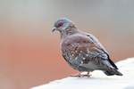 Speckled Pigeon perched on rooftop, Simon's Town, South Africa