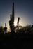 Saguaro sun flare