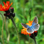 Glaucopsyche lygdamus