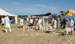West Show_2014-19