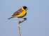 Black Headed Bunting