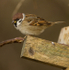 TREE SPARROW REF T SPAR 1