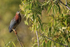 Green Heron perched, Venice Rookery, Florida