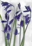 Bluebells