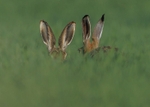 Brown Hares