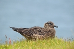 Great Skua