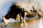 Cow Drinking