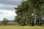 Ashdown Forest 08
