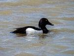 Tufted Duck