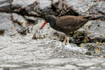 Blackish Oystercatcher (juvenile) wading, Chanaral Island, Chile