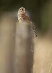 KESTREL