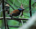 Chestnut-backed Antbird (male) calling, Osa Peninsula, Costa Rica