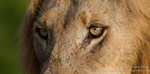 Male lion eyes
