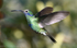 Sparkling Violetear
