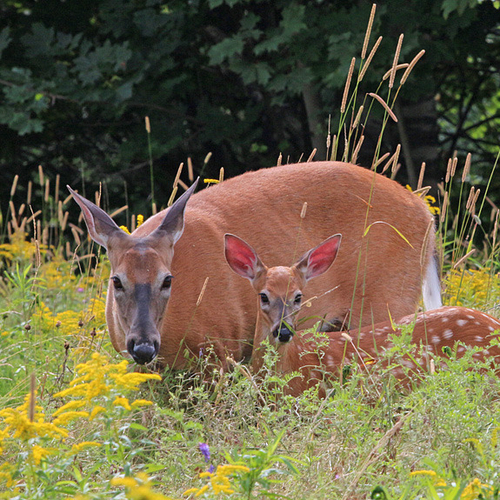 A doe and her fawn look ahead & towards the camera lens on a summer's afternoon