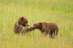 Interaction of Brown Bear cubs, Silver Salmon Creek, Alaska