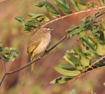 White Browed Bulbul