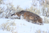 American Badger climbing snow slope, Yellowstone National Park